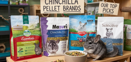 best chinchilla pellets_chinchillacarehq..com