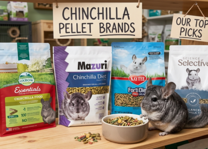 best chinchilla pellets_chinchillacarehq..com