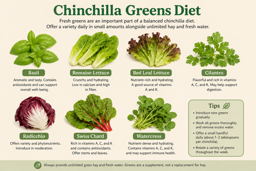 chinchilla greens diet_chinchillacarehq.com